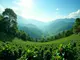 exploring-the-coffee-cultivation-areas-in-vietnam