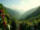 kaffeeanbau-in-bolivien-ein-geheimtipp-aus-suedamerika